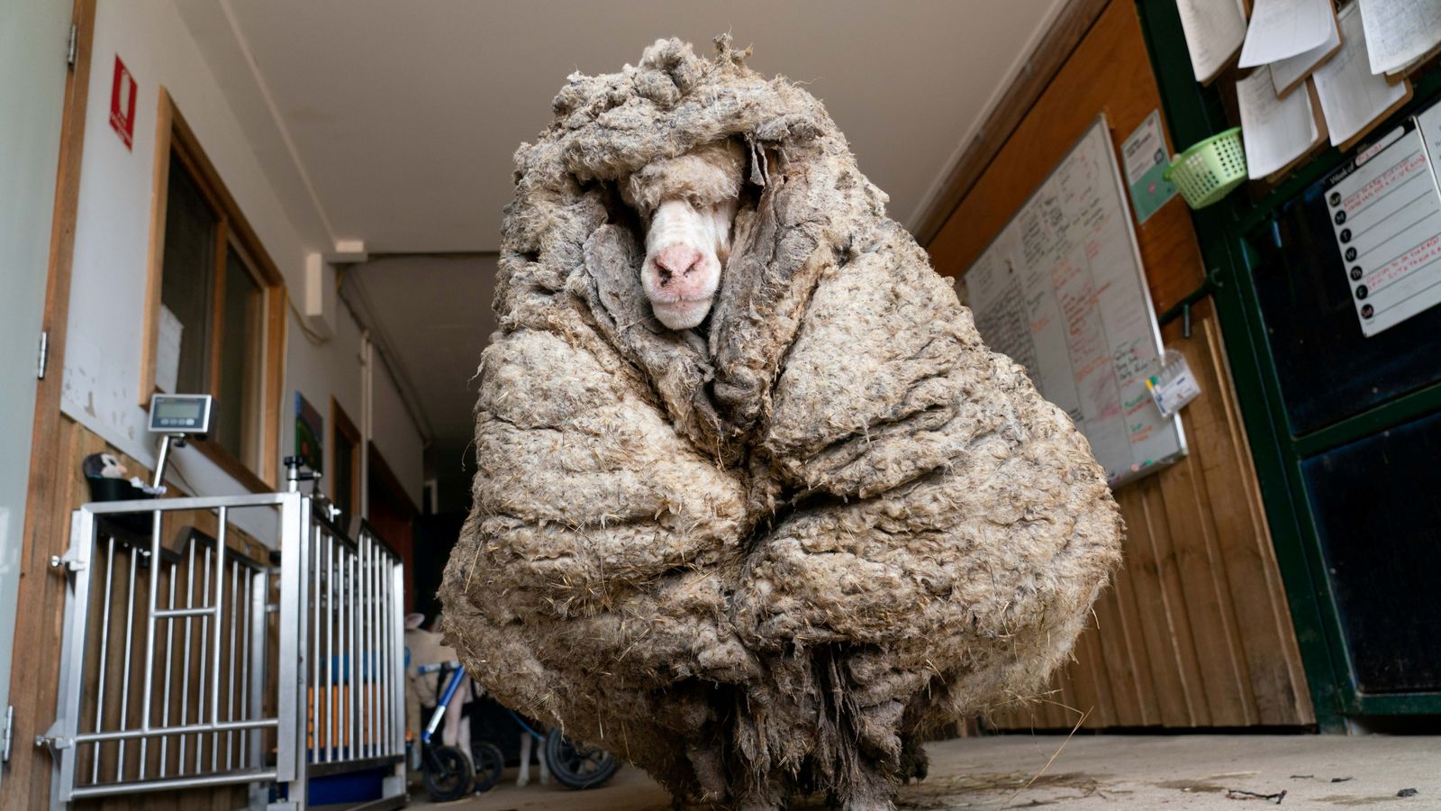 Baarack-the-sheep-loses-35kg-of-fleece-in-much-needed-trip-to-the-barbers-rapidnews-dailyrapid-dailyrapidnews