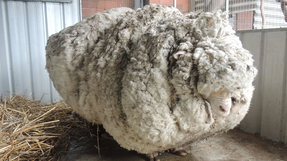 Baarack-the-sheep-loses-35kg-of-fleece-in-much-needed-trip-to-the-barbers-rapidnews-dailyrapid