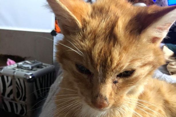 Dave the ginger tomcat finally reunited with his owner after ten years missing