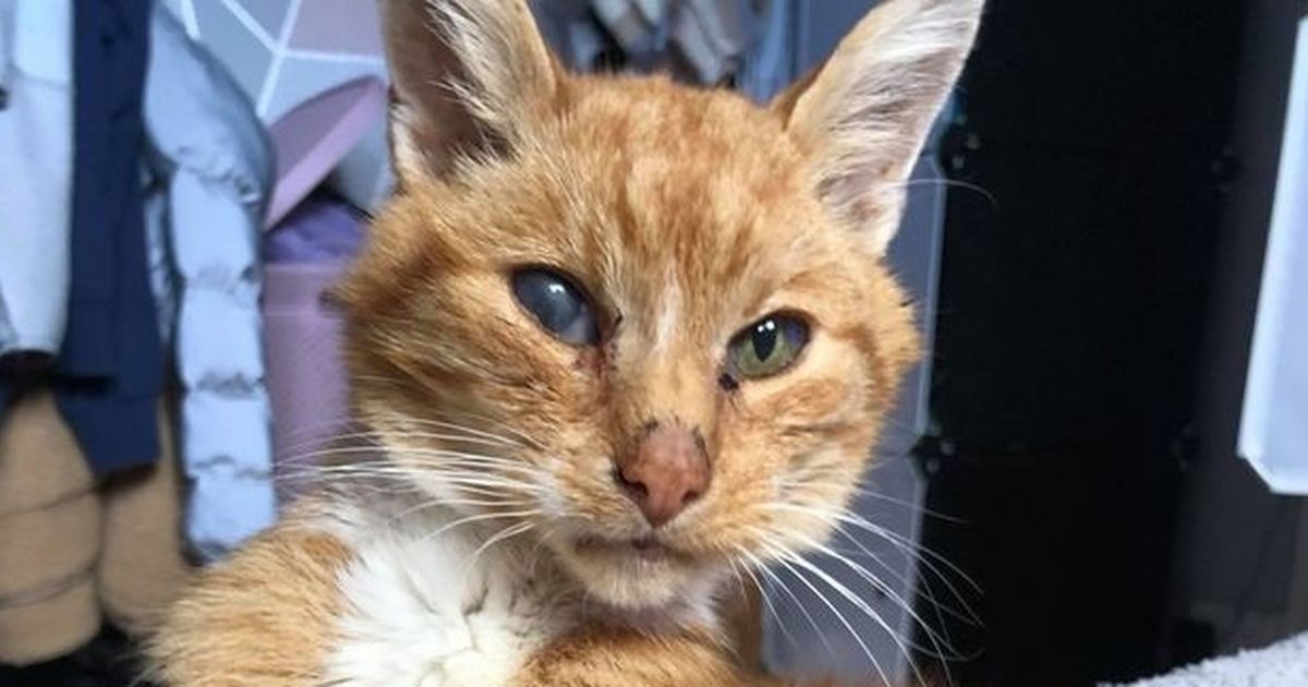 Dave-the-ginger-tomcat-finally-reunited-with-his-owner-after-ten-years-missing-rapidnews