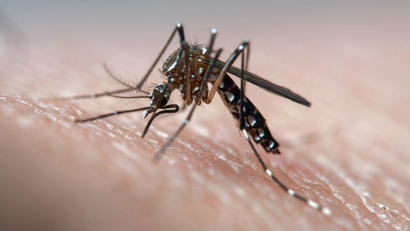 Rawalpindi confirms first dengue fever case of 2021