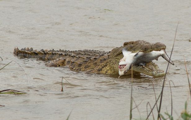 Gigantic-crocodile-swallows-whole-shark-who-wandered-upstream-in-terrifying-images-rapidnews-dailyrapid