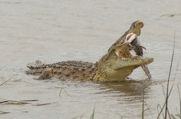 Gigantic-crocodile-swallows-whole-shark-who-wandered-upstream-in-terrifying-images-rapidnews-dailyrapidnews