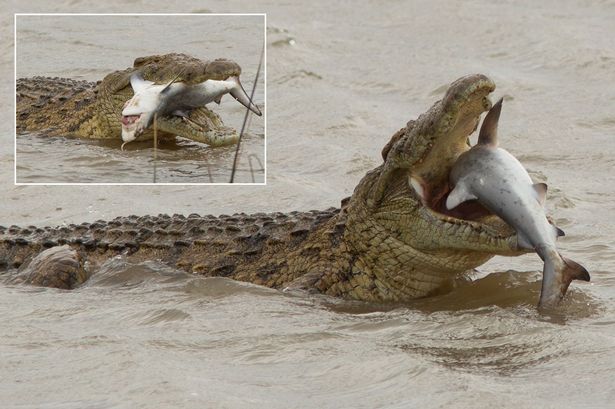 Gigantic crocodile swallows whole shark who wandered upstream in terrifying images