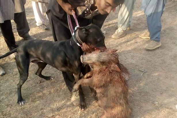 Greyhounds-being-shipped-to-Pakistan-for-illegal-races-and-breeding-pig-fighters-rapidnews-dailyrapid
