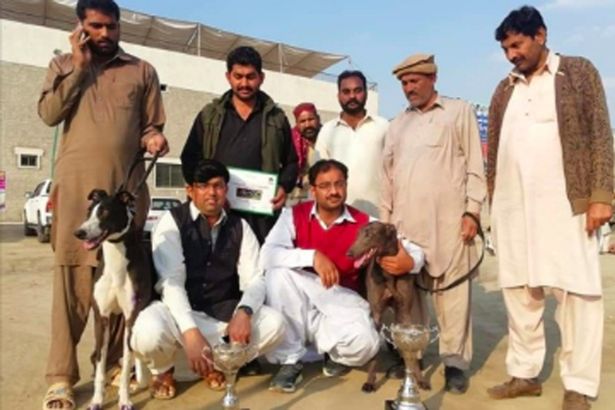 Greyhounds being shipped to Pakistan for illegal races and breeding pig fighters
