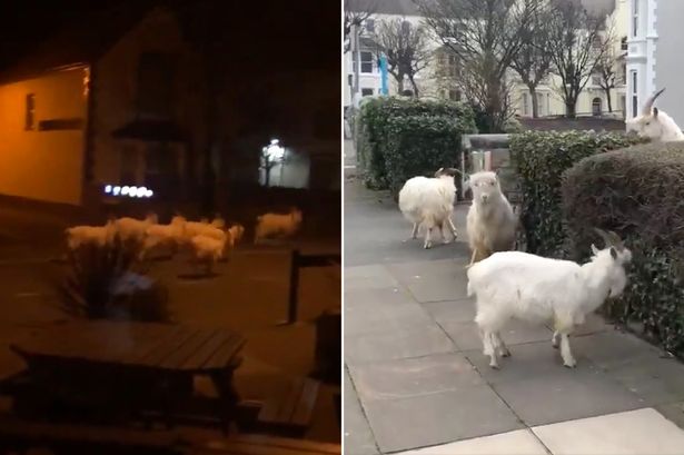 Horny-goats-roaming-in-town-after-not-getting-contraception-due-to-Covid-rapidnews-Goats-take-over-the-town-during-coronavirus-lockdown