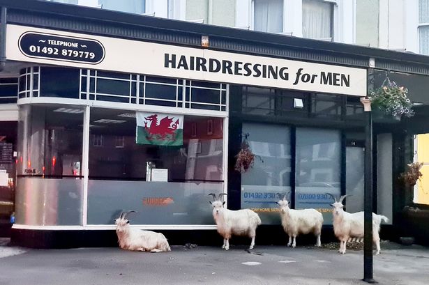 Horny goats take-over town after not getting contraception due to Covid