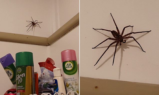 Horrified-woman-finds-huge-huntsman-spider-hanging-from-corner-of-shower-rapidnews-dailyrapidnews