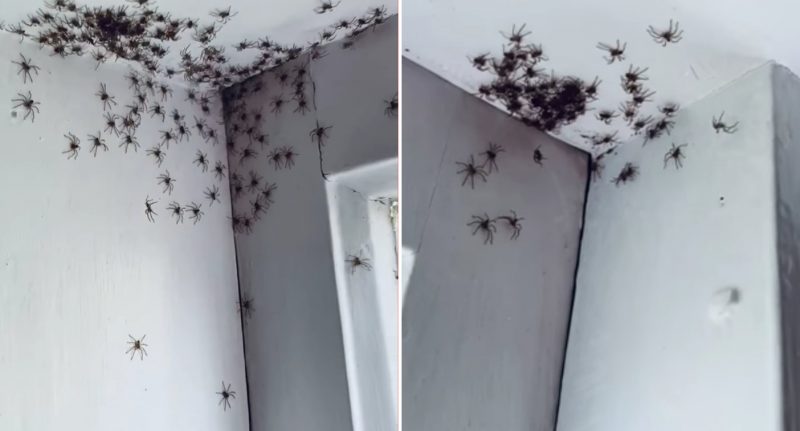 Horrified woman finds huge huntsman spider hanging from corner of shower