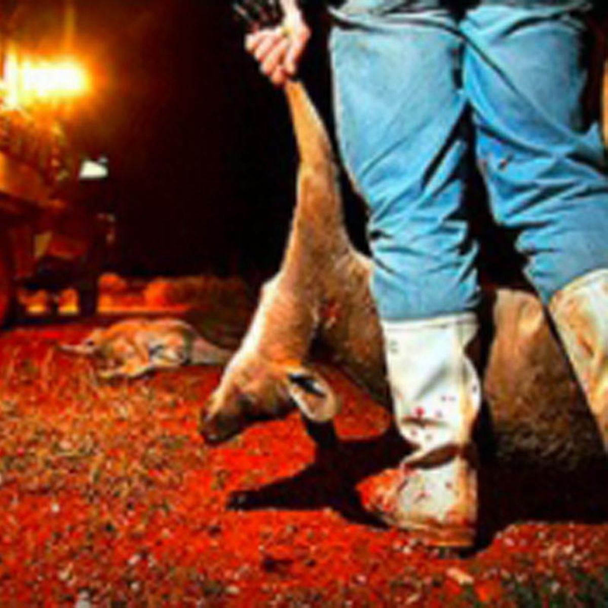 Millions-of-kangaroos-butchered-each-year-to-make-football-boots-rapidnews-dailyrapid