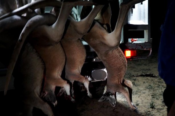 Millions of kangaroos butchered each year to make football boots 