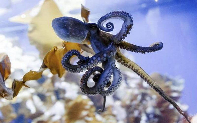 Octopus research yields insight into the evolution of sleep