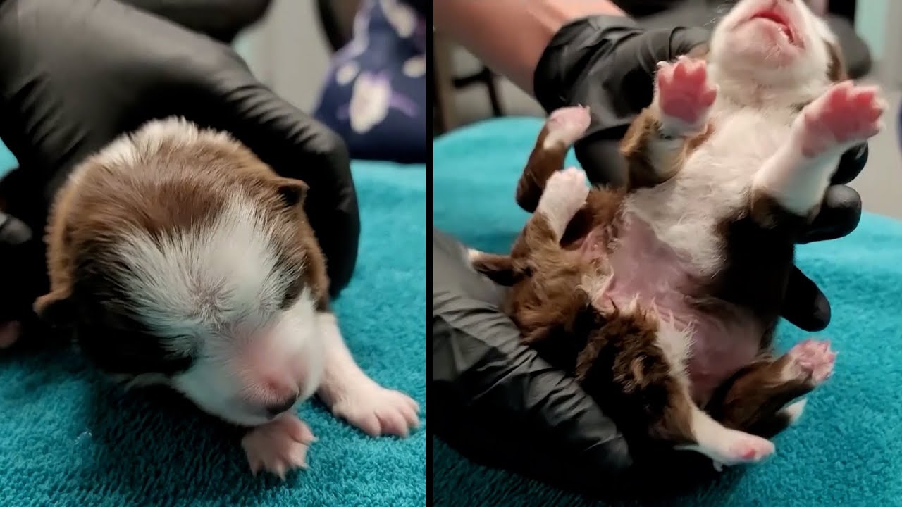 One-of-a-kind-puppy-born-with-six-legs-and-two-tails-rapidnews-dailyrapid