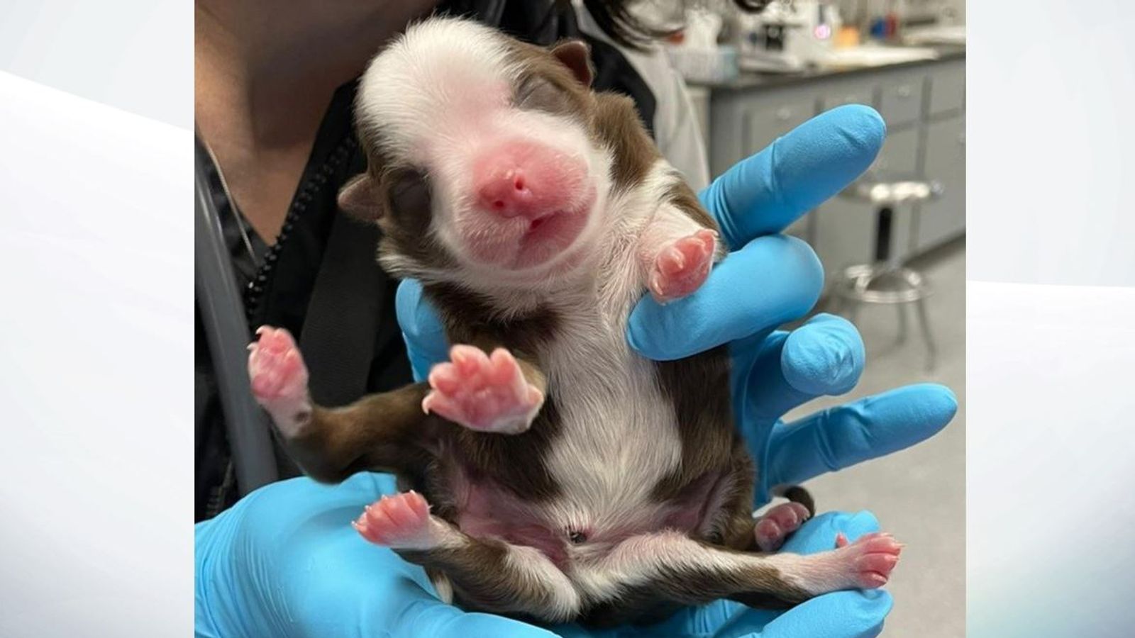 One-of-a-kind-puppy-born-with-six-legs-and-two-tails-rapidnews