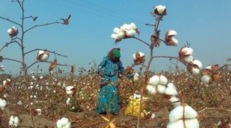Pakistan’s Textile Ministry asks Govt to lift ban on import of cotton from India