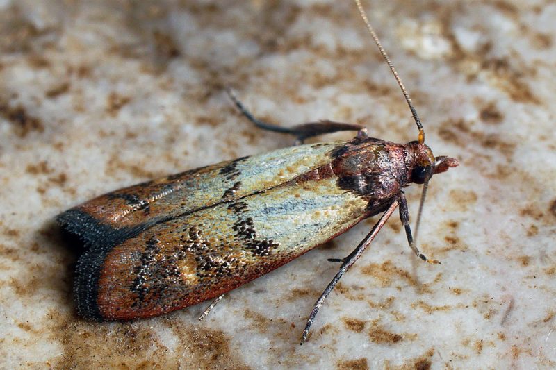 Pantry moths who eat each other prove a key principle of evolution