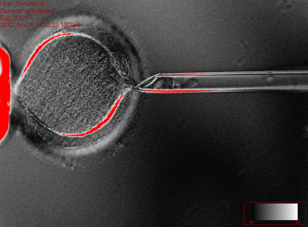 Researchers-grow-human-embryos-from-skin-cells-What-does-that-mean-and-is-it-ethical-rapidnews-dailyrapidnews
