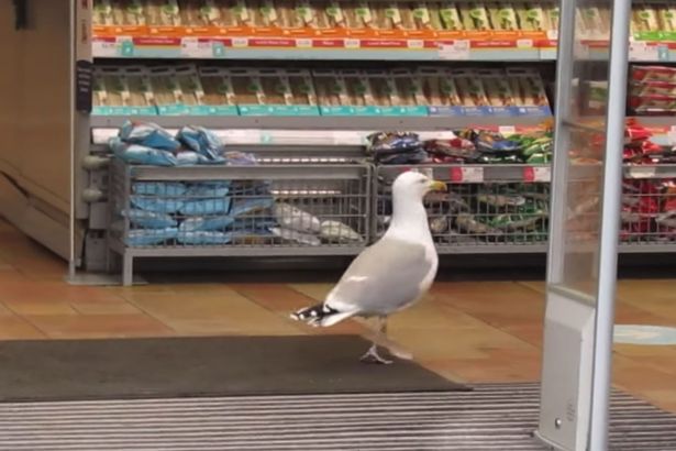 Shoplifting seagull caught on camera nicking packet of crisps from Co-op