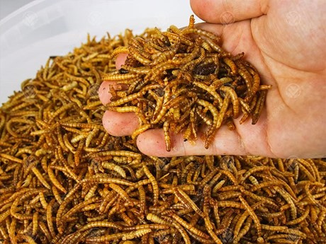 Vietnam-authorised-to-export-insect-based-food-to-EU-rapidnews-dailyrapid