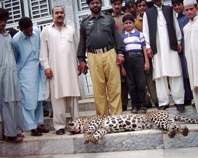 Villagers in Rohri kill cheetah for hunting their cattle