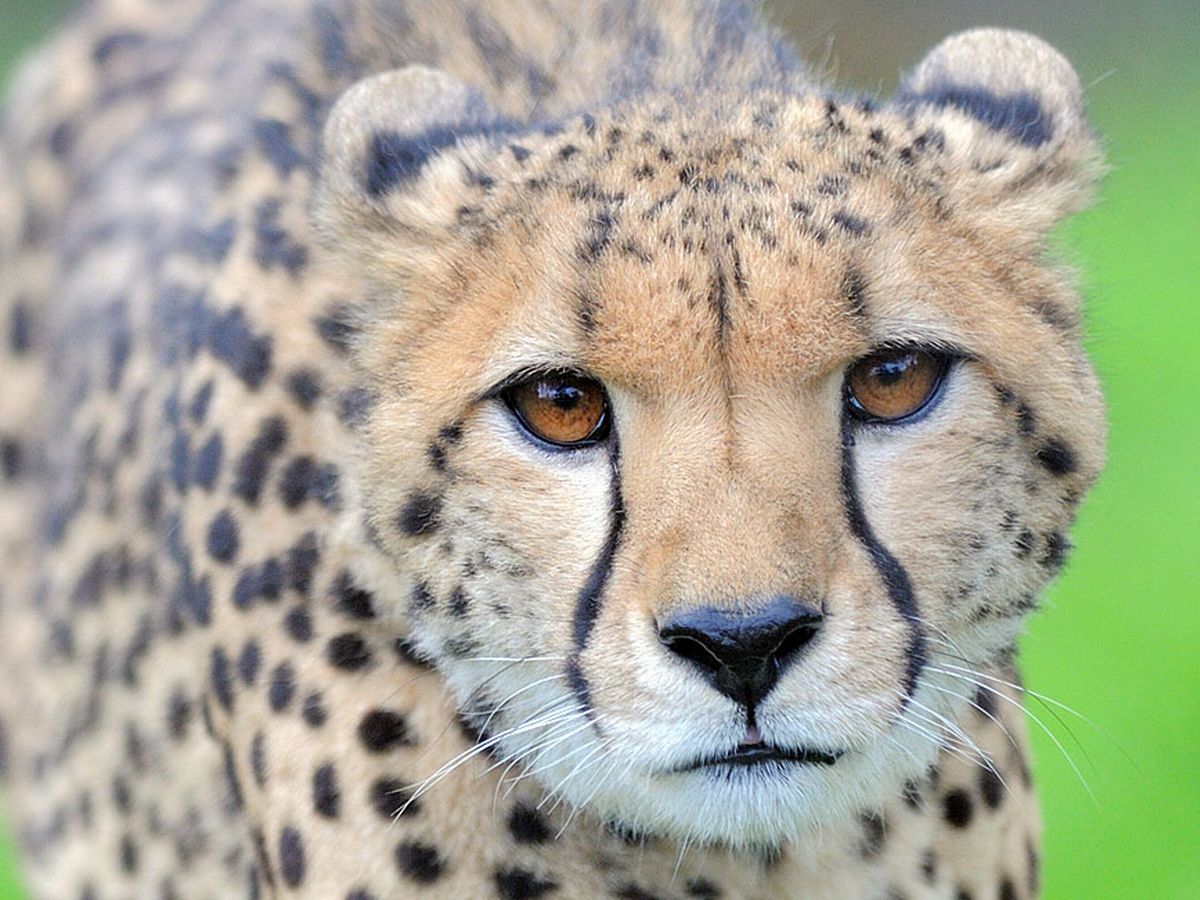 Villagers-in-Rohri-kill-cheetah-for-hunting-their-cattle-rapidnews