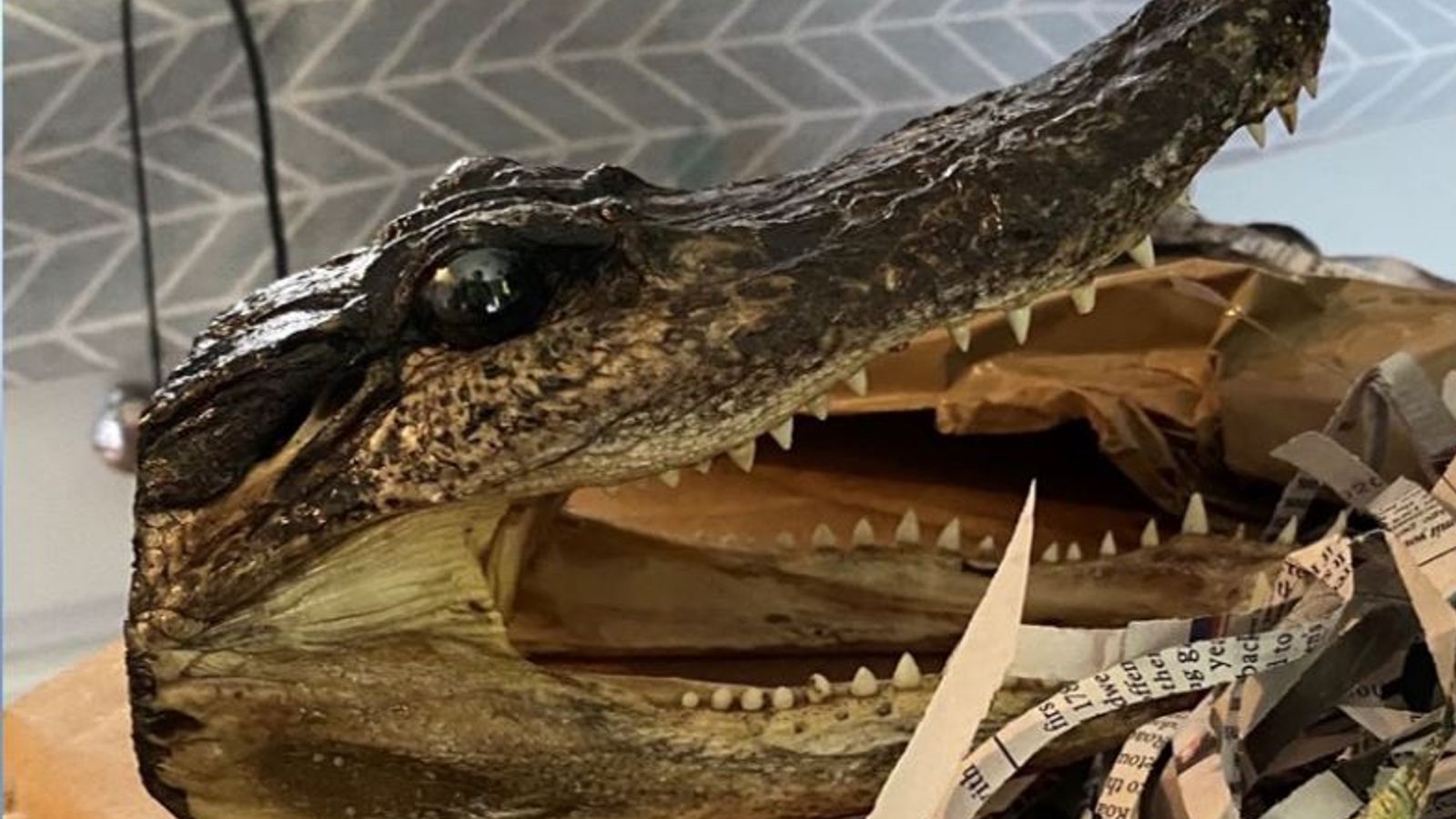 alligator-heads-seized-in-police-raid-on-house-in-Birmingham-rapidnews-dailyrapid