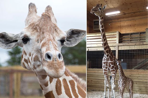 April the giraffe dead: Animal whose pregnancy captured world’s heart dies at 20