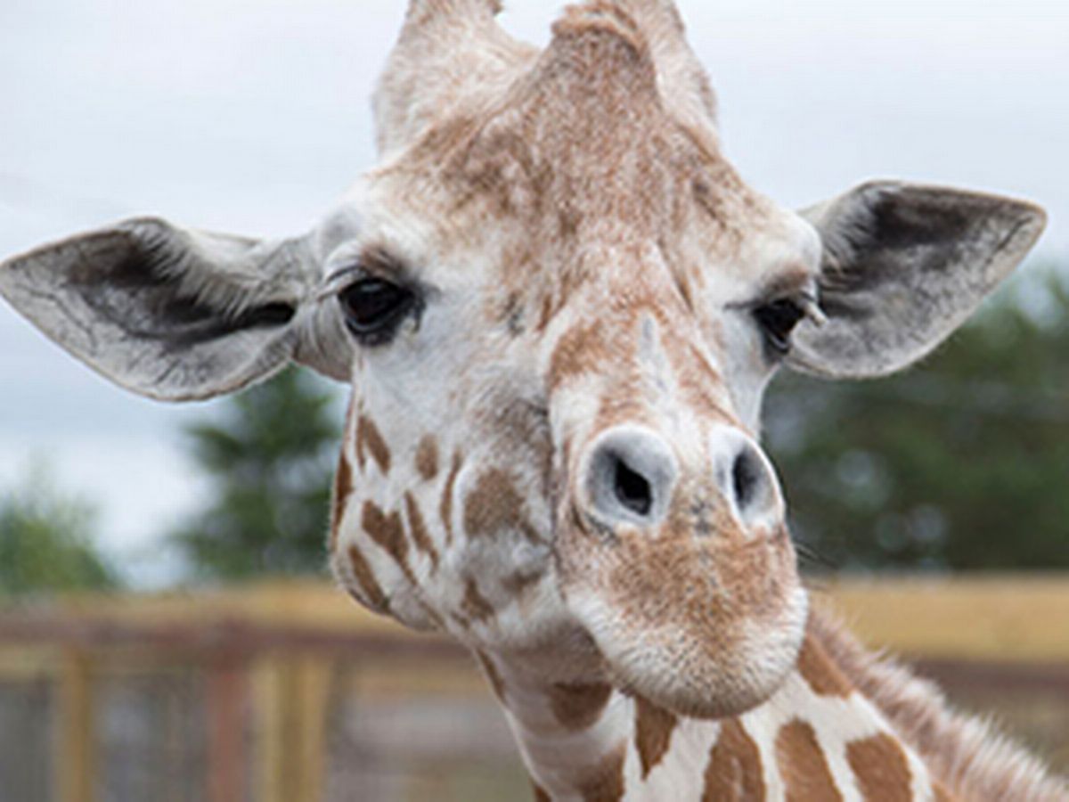 April-the-giraffe-dead-Animal-whose-pregnancy-captured-worlds-heart-dies-at-20-rapidnews