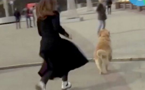 Cheeky dog grabs journalist’s microphone during live TV report and runs off