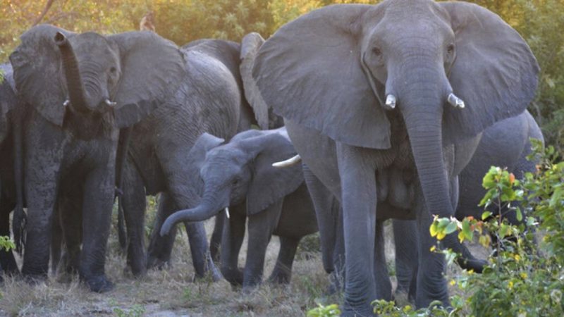 Suspected rhino poacher killed by elephant stampede in South Africa