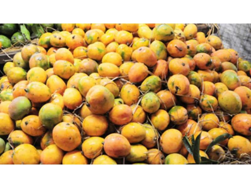 Fungus-unlikely-to-disrupt-mango-exports-rapidnews-dailyrapid