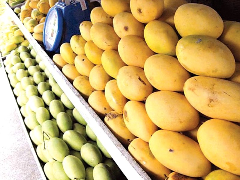 Fungus unlikely to disrupt mango exports