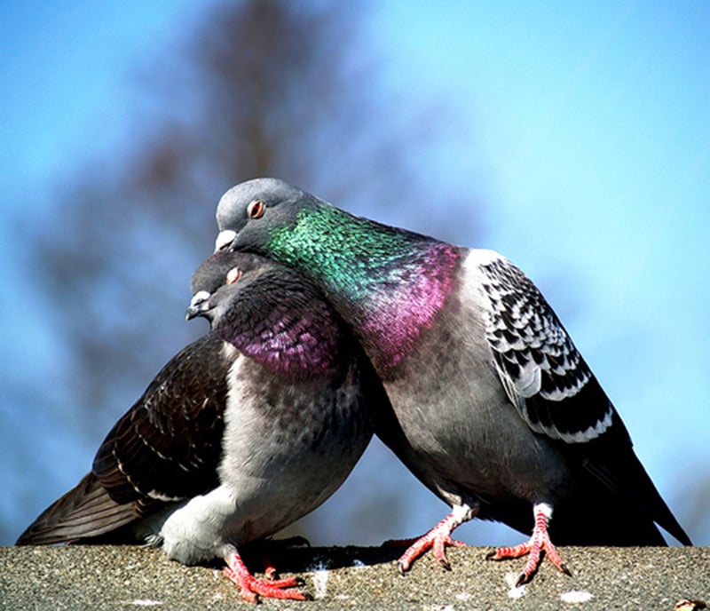 India apprehends a “Pakistani spy pigeon”