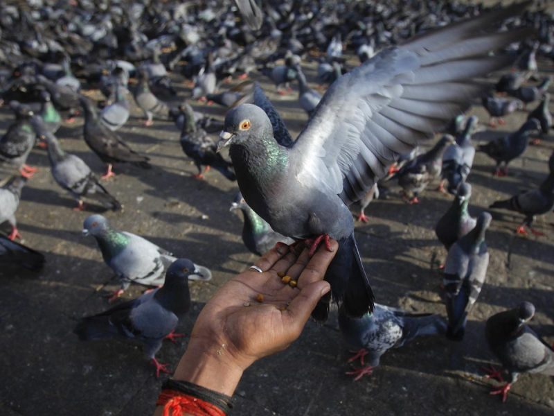 India-apprehends-a-Pakistani-spy-pigeon-rapidnews