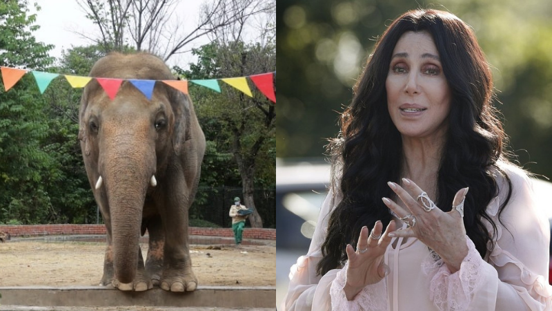 Kaavan-makes-his-movie-debut-with-Cher-and-the-Loneliest-Elephant-on-April22-rapidnews