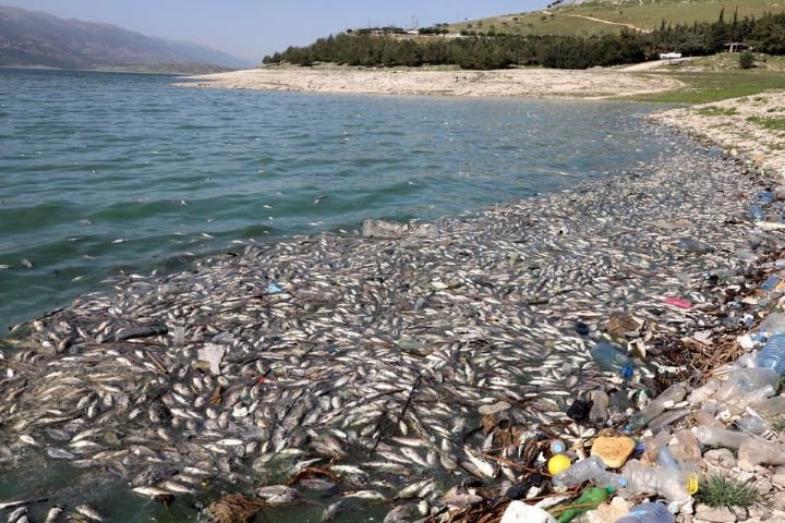 Lake-Qaraoun-on-the-Litani-River,-dead-fish,-leban-rapidnews