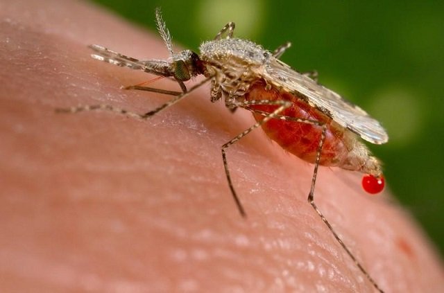 ‘Landmark’ advance as malaria vaccine first to hit WHO goal