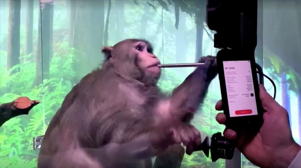 Musk-Neuralink-shows-monkey-with-brain-chip-playing-videogame-rapidnews-dailyrapidnews