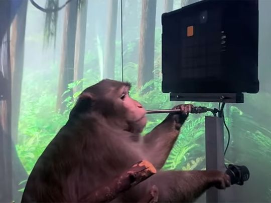 Musk’s Neuralink shows monkey with brain-chip playing videogame