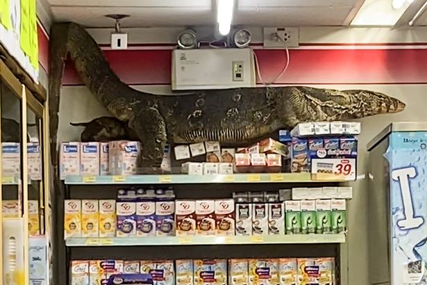 Shoppers stunned as 6ft lizard climbs shelves in supermarket after emerging from canal