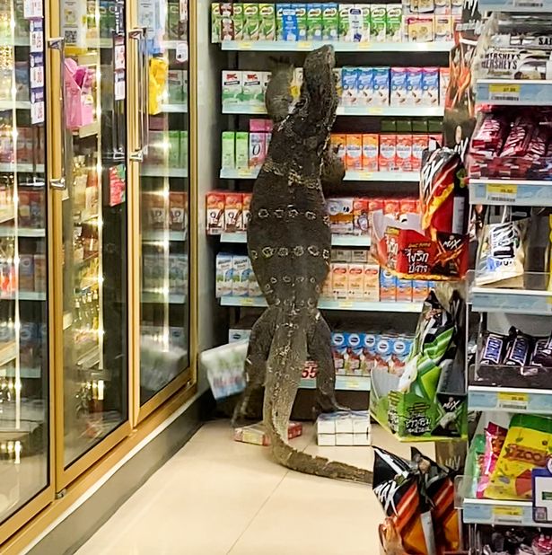 Shoppers-stunned-as-6ft-lizard-climbs-shelves-in-supermarket-after-emerging-from-canal-rapidnews-dailyrapid