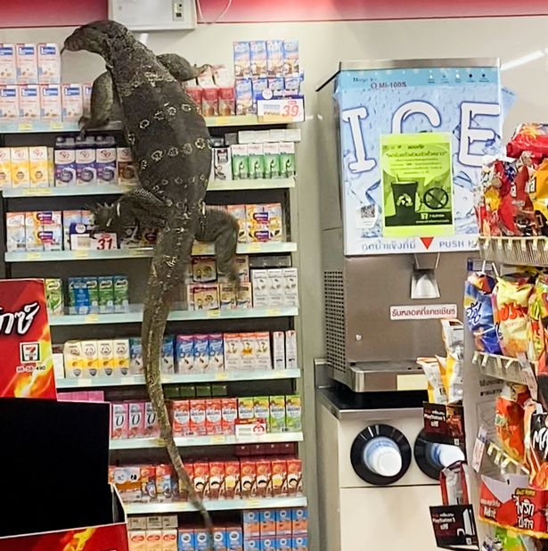 Shoppers-stunned-as-6ft-lizard-climbs-shelves-in-supermarket-after-emerging-from-canal-rapidnews