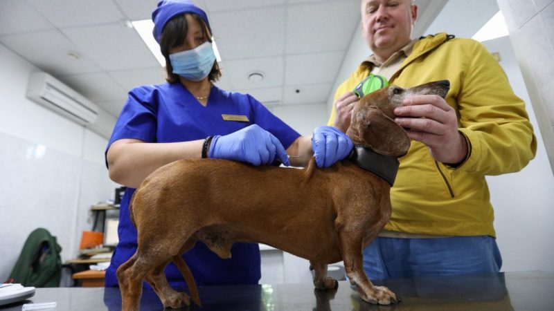 75 people given dog coronavirus vaccines by veterinary surgeons