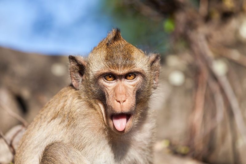 A Yale study finds rhesus monkeys see the world like us