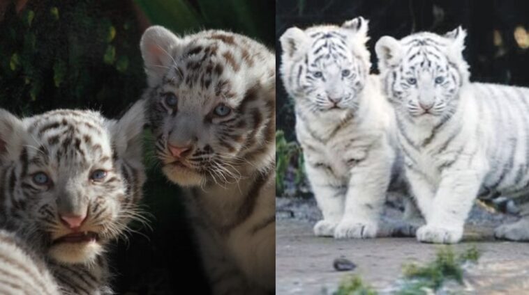 white-tiger-cub-dies-in-lahore-zoo-rapidnews-dailyrapid