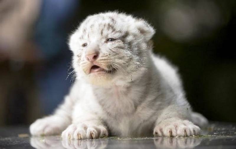 Four-day-old white tiger cub dies at Lahore zoo