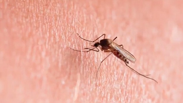 Biotech Company Officially Unleashes Gene-Hacked Mosquitoes in Florida