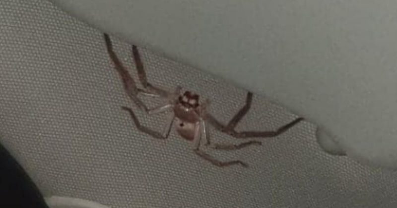 Brit expat nearly crashes car as ‘world’s biggest spider’ crawls across windscreen