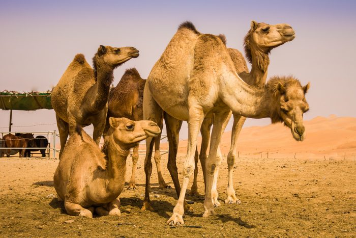 Camel milk has beneficial effects on diabetic patients, study reveals